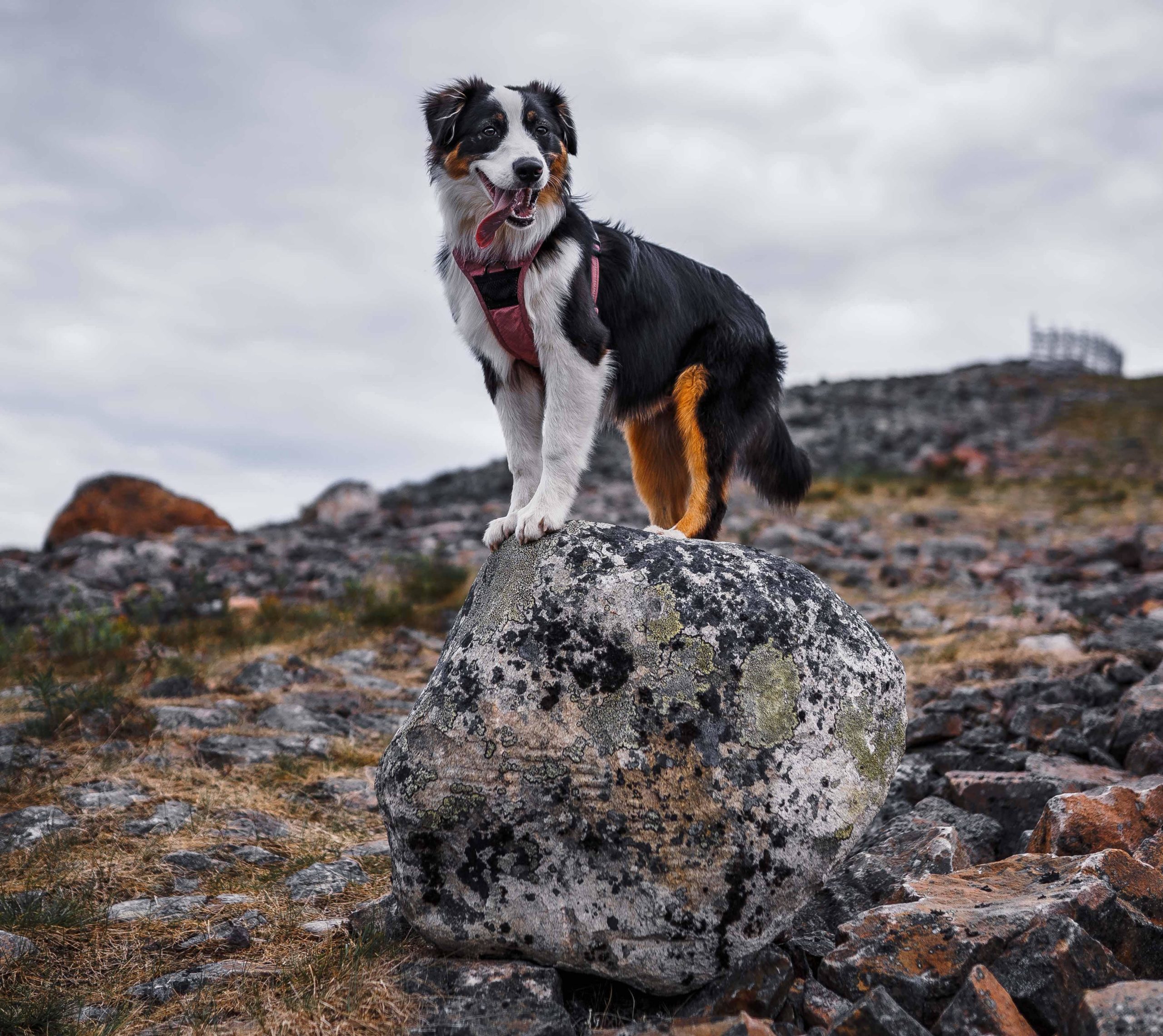 Koira istuu iloisena kiven päällä.