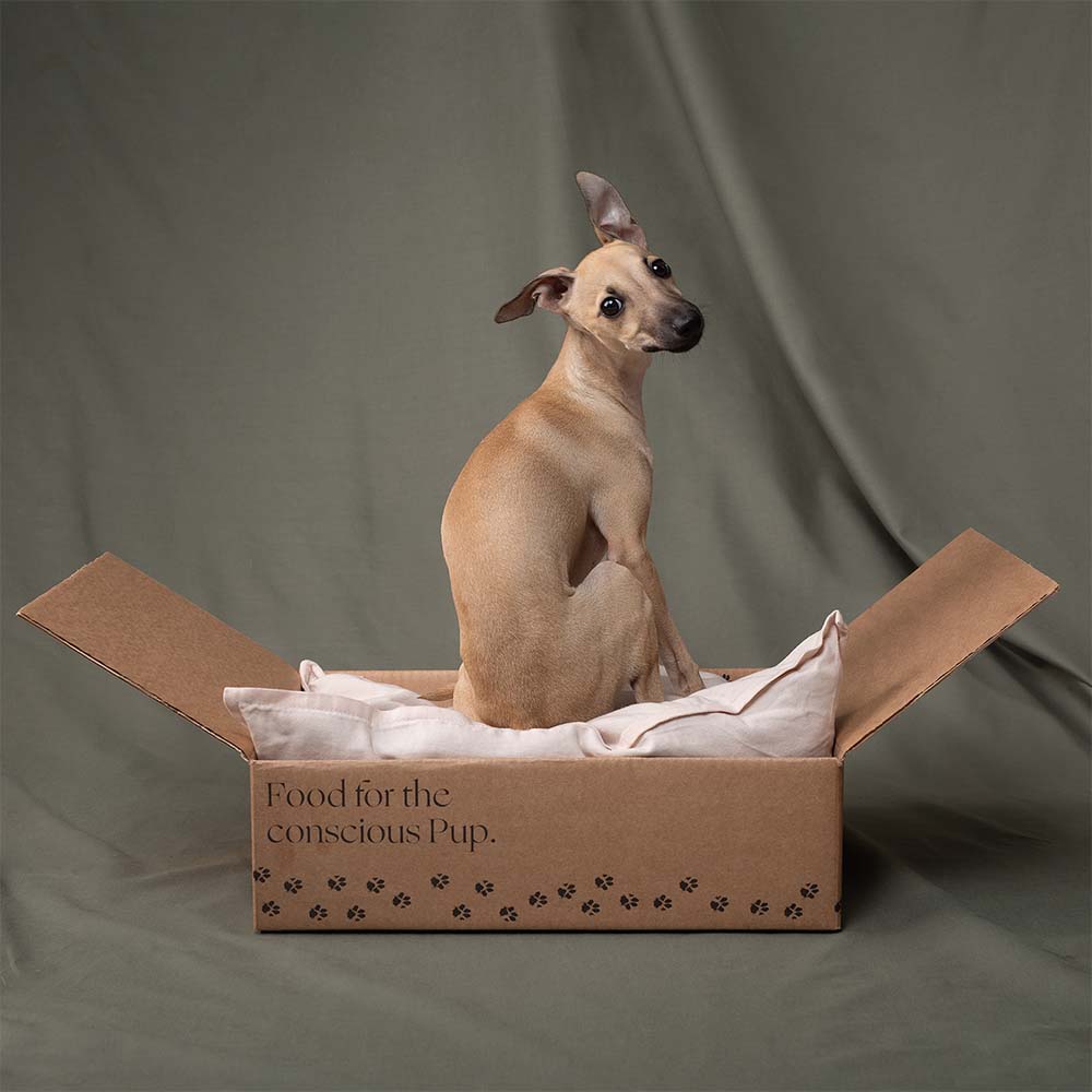 Koiranpentu Dante istuu laatikossa.