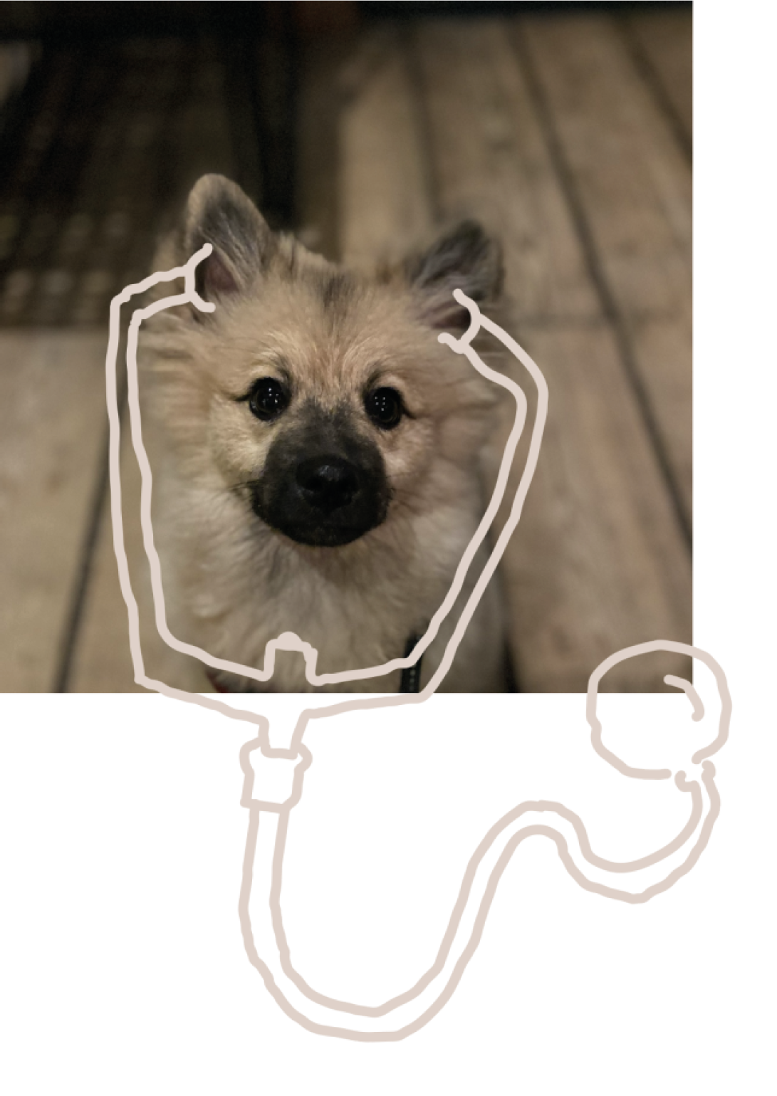 Alvar -koira ja piirroskuva stetoskooppi.