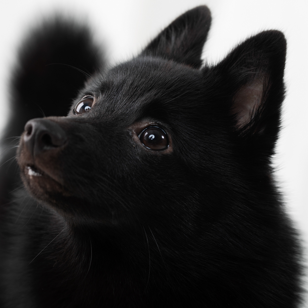 Mustan koiran muotokuva.