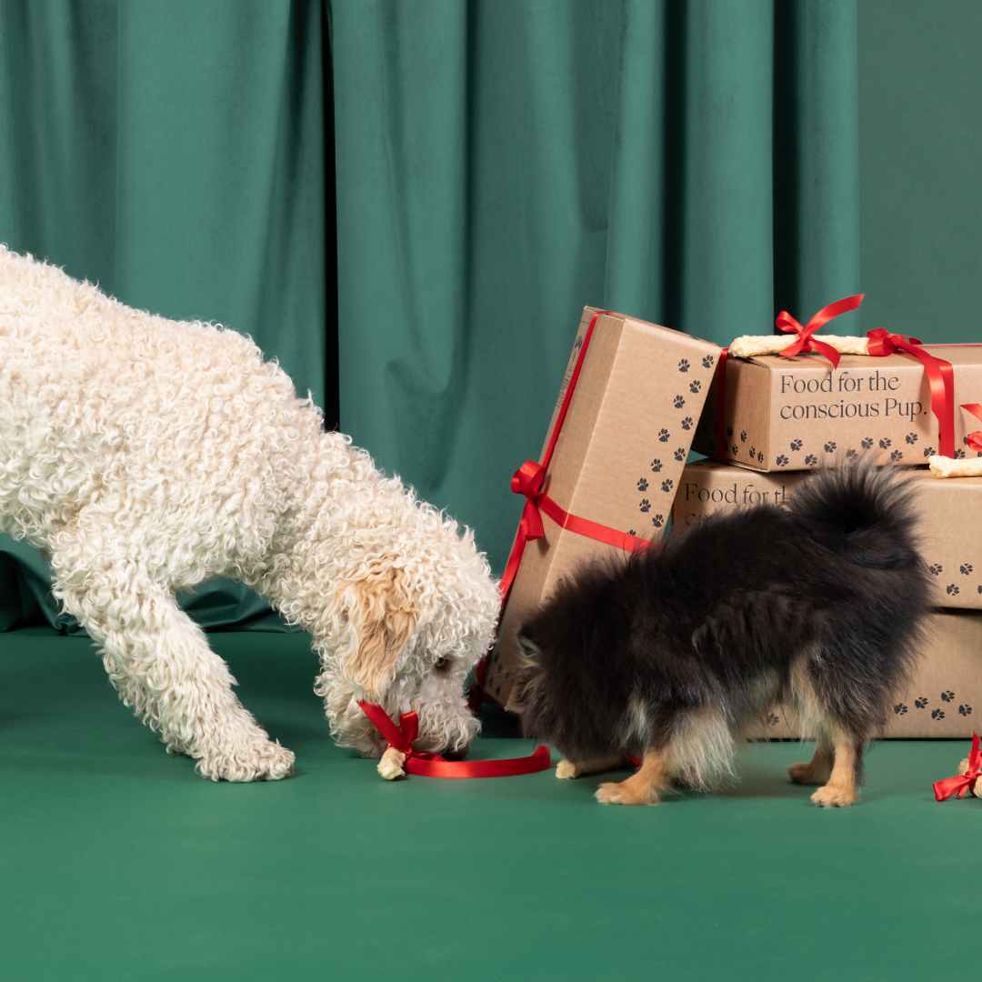 Iso ja pieni koira pureskelevat Alvarin hukkatikkuporoja joululahjojen edessä.