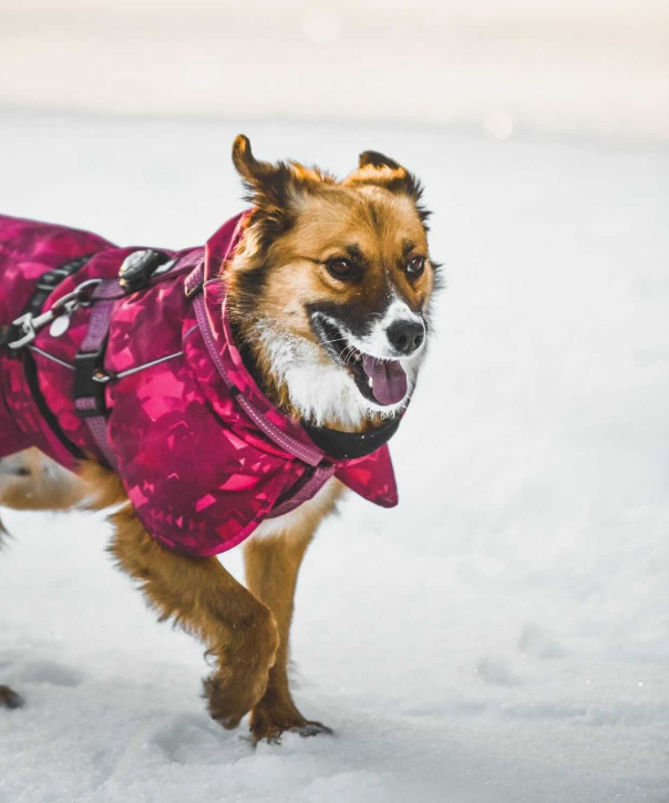 Justiina koira juoksee lumessa