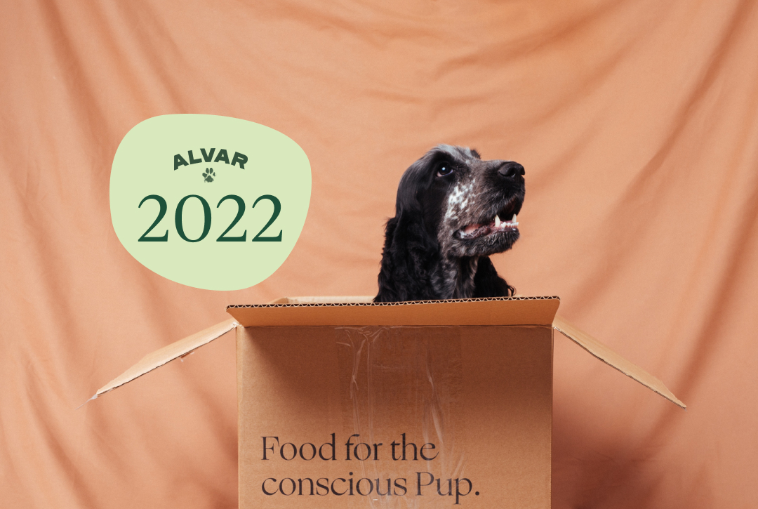 Koira pahvilaatikossa ja teksti 2022.