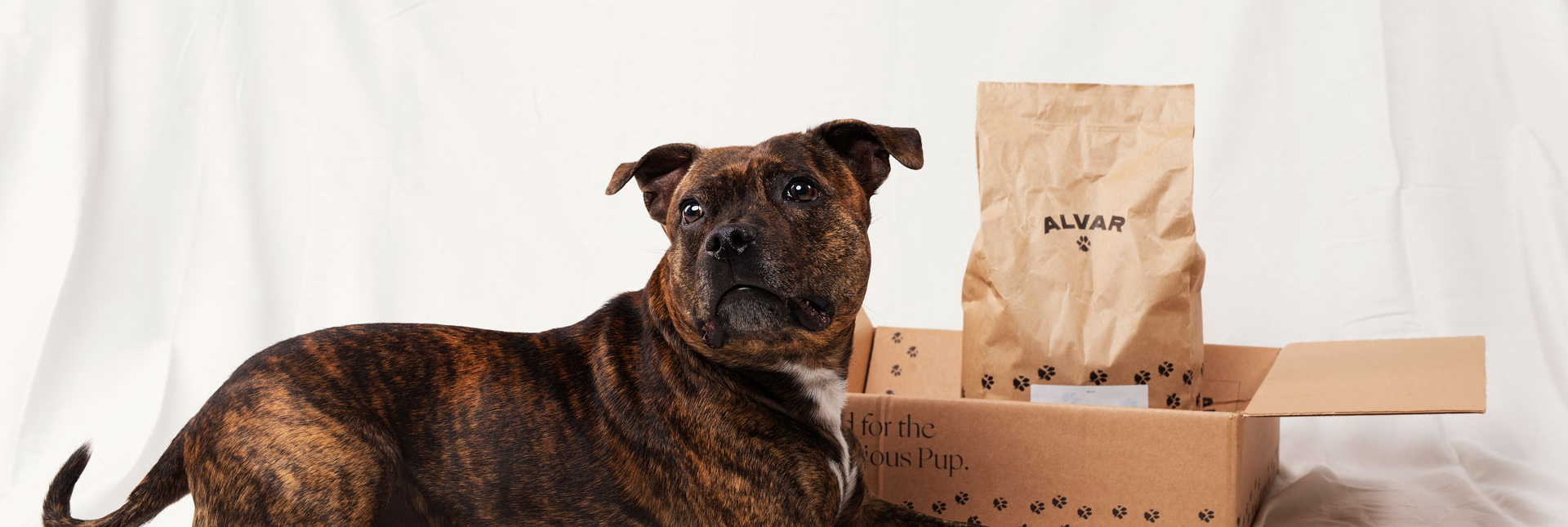 Hund med ett prova på paket med 2 kg torrfoder