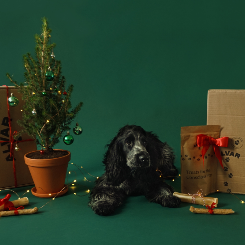 Hund med alvars julklappstips hundfoder och hundgodis