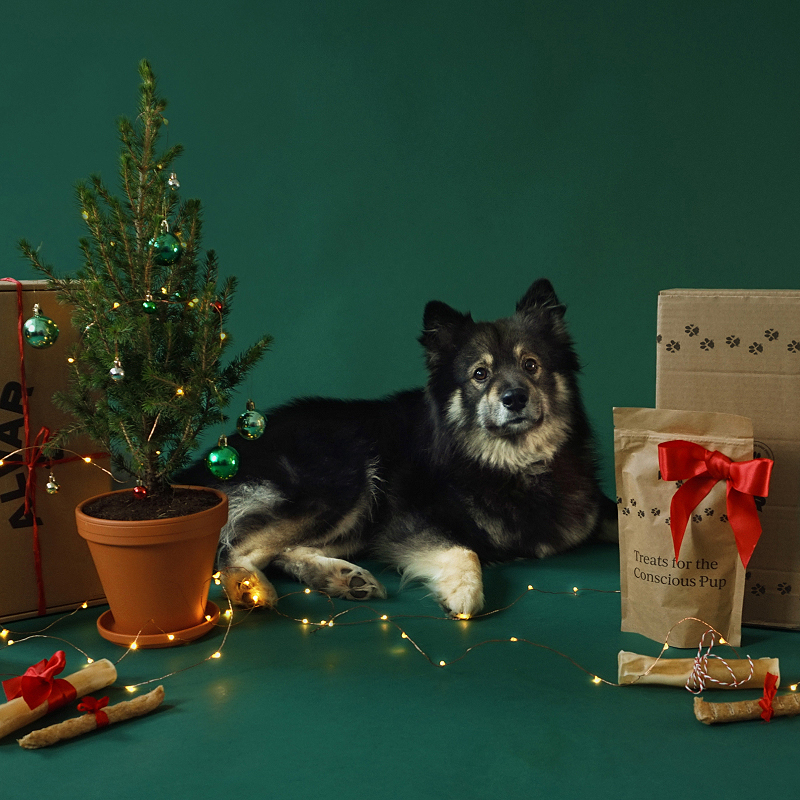Hund med julegaver