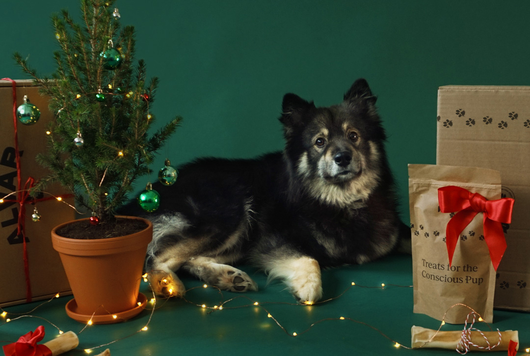 Hunden Kaapo med julklappar