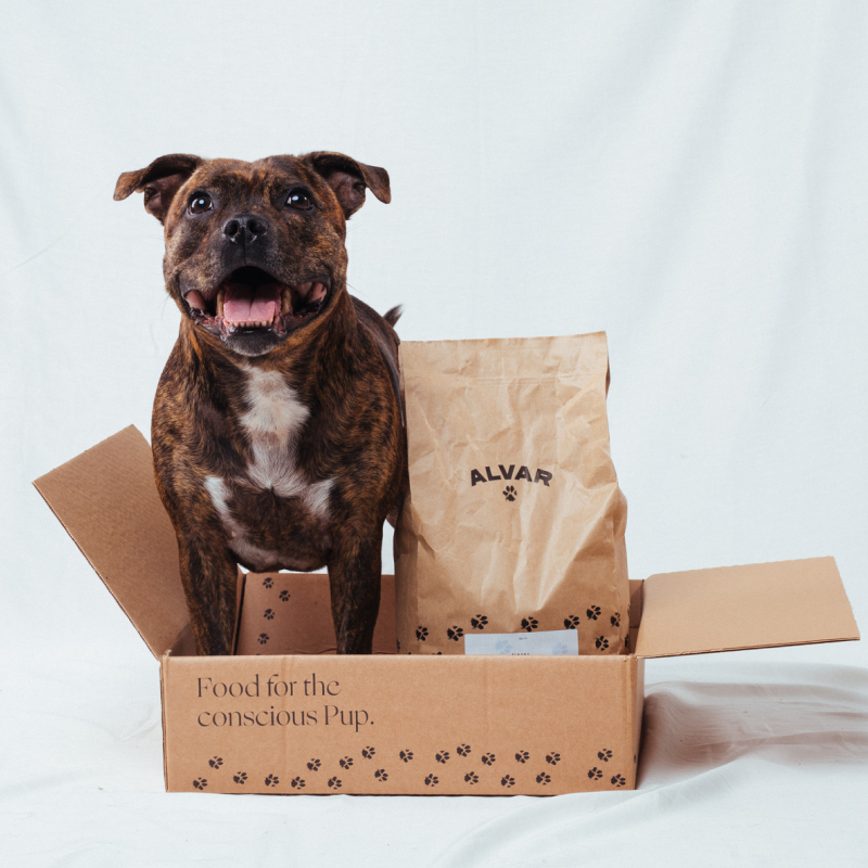 Hund med ett prova på paket med 2 kg torrfoder