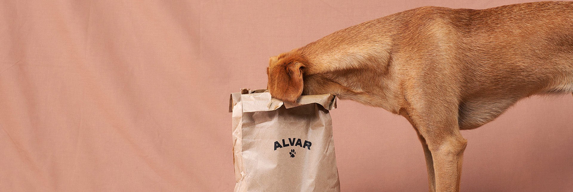 Foder för rescue hundar som Sansa och andra stora hundar hittar du från Alvar Pet.