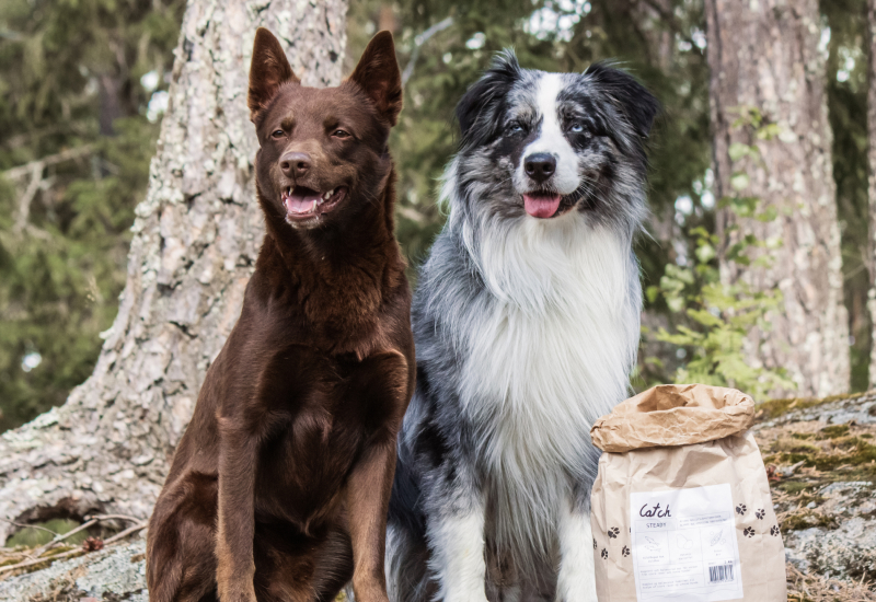 Aussie och Kelpie med Alvar pets hundmat