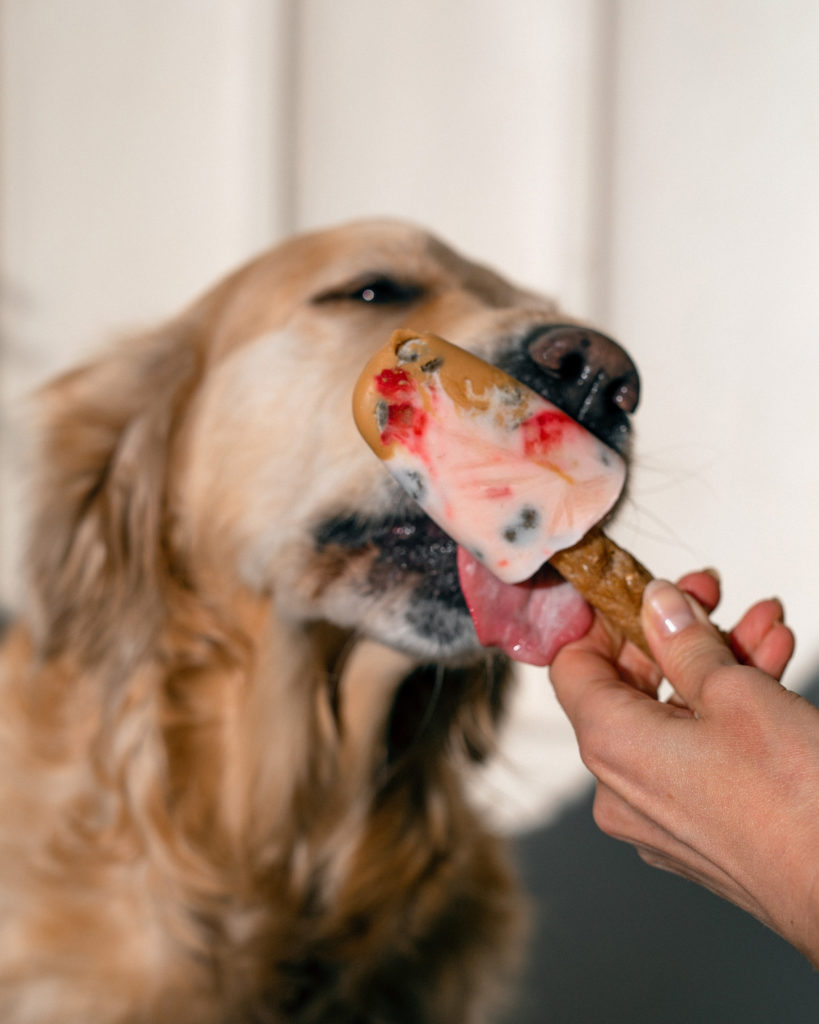 Helle the dog enjoying her Pupsicle ice cream.