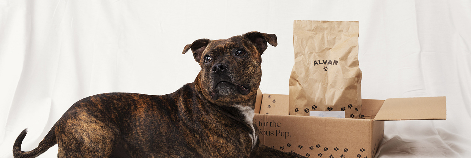 Nomi the dog with Alvar Pet food and delivery box