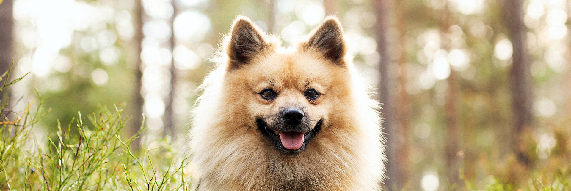 Alvar dog smiling in the forest