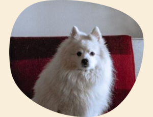 Alvar Pets kund Boni, en vit liten hund som sitter i en soffa