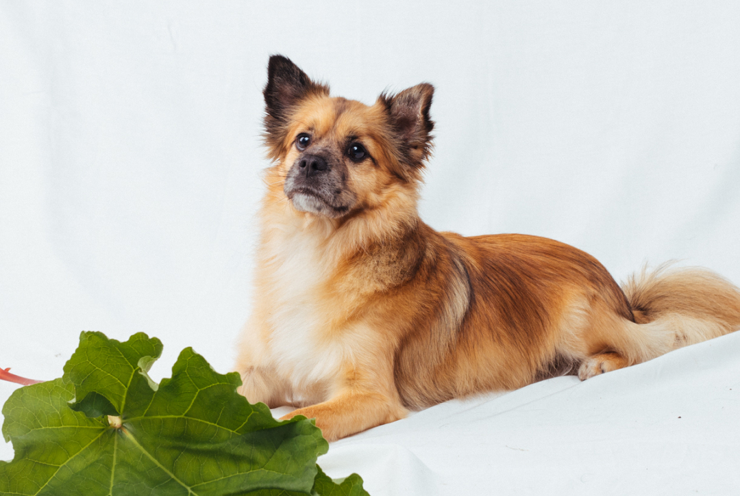 En liten hund med en grön kvist