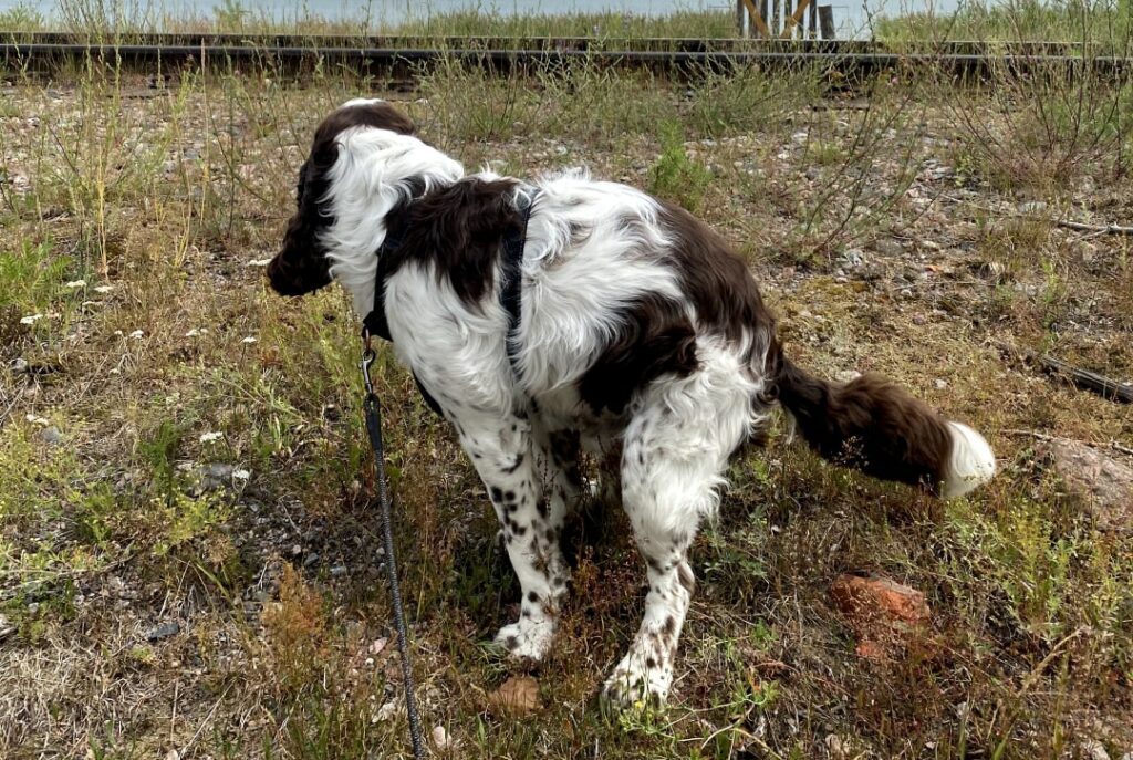 hund som bajsar