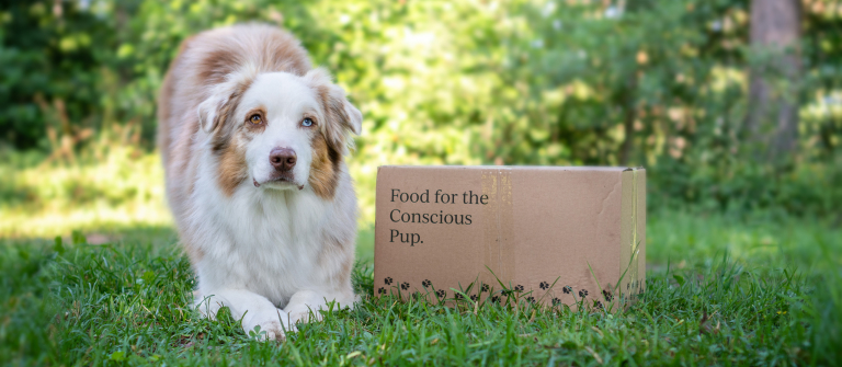 Australian Shepherd