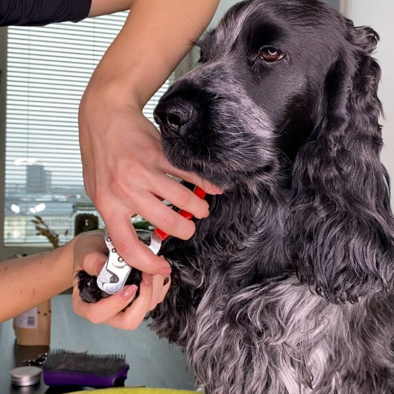 Hundfrisör klipper klorna på en Cocker spaniel