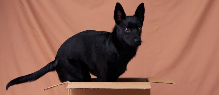 Svart hund med glansig päls i Alvar Pet låda