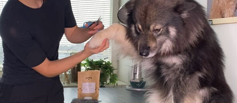 Finsk lapphund som får klona klippta