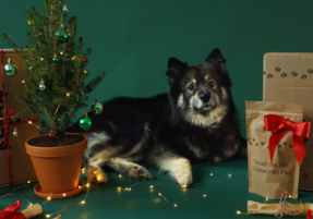 Kaapo dog with Christmas gifts and tree.